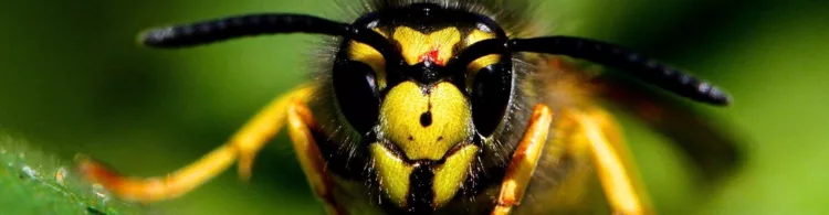Register a .BUZZ domain name for online branding with a sting