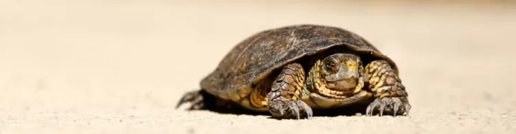 US net neutrality all but dead: will there be a global impact?