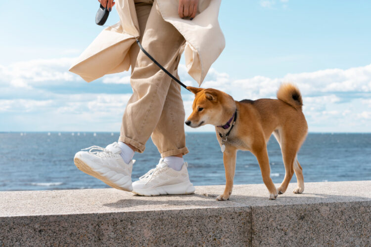 dog walker
