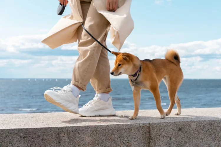 dog walker