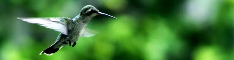 Google’s Hummingbird improves the quality of search results